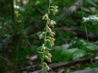 Epipactes helleborine Eket, Toarp, Malmö, Skåne, Sweden 20230726_0252