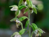 Epipactes helleborine Eket, Toarp, Malmö, Skåne, Sweden 20230726_0255