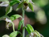 Epipactes helleborine Eket, Toarp, Malmö, Skåne, Sweden 20230726_0256