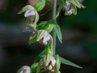 Epipactes helleborine Eket, Toarp, Malmö, Skåne, Sweden 20230726_0257