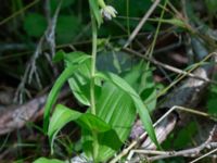 Epipactis helleborine Eket, Toarp, Malmö, Skåne, Sweden 20230726_0272