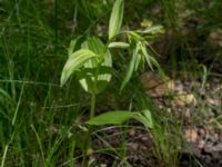 Epipactis helleborine Guldskogen, Falsterbohalvön, Vellinge, Skåne, Sweden 20170618_0144