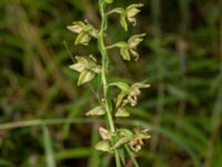 Epipactis helleborine Idrottsvägen, Näsum, Bromölla, Skåne, Sweden 20210801_0089