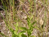 Epipactis helleborine ssp. helleborine Ollebo, Malmö, Skåne, Sweden 20180721_0035