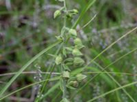 Epipactis helleborine ssp. helleborine Sandhammaren, Ystad, Skåne, Sweden 20170730_0078