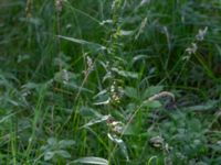 Epipactis helleborine var. helleborineGuldskogen, Falsterbohalvön, Vellinge, Skåne, Sweden 20200718_0027