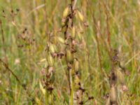 Epipactes palustris Zackows mosse, Nyhamnsläge, Höganäs, Skåne, Sweden 20190807_0156