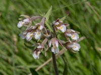 Epipactis palustris Gyetorpskärret, Kristianstad, Skåne, Sweden 20160628_0089