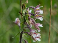 Epipactis palustris Gyetorpskärret, Kristianstad, Skåne, Sweden 20160628_0097