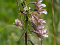 Epipactis palustris Gyetorpskärret, Kristianstad, Skåne, Sweden 20160628_0099