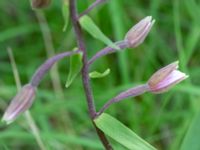 Epipactis palustris Käglinge rekreationsområde, Malmö, Skåne, Sweden 20200714_0028