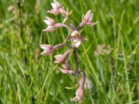 Epipactis palustris Stenkullen, Kävlinge, Skåne, Sweden 20160707_0034