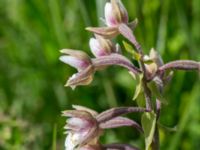 Epipactis palustris Stenkullen, Kävlinge, Skåne, Sweden 20160707_0035