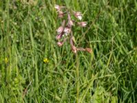 Epipactis palustris Stenkullen, Kävlinge, Skåne, Sweden 20160707_0036