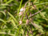 Epipactis palustrisLertagsdammen, Klagshamns udde, Malmö, Skåne, Sweden 20160708_0014