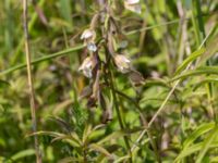 Epipactis palustrisLertagsdammen, Klagshamns udde, Malmö, Skåne, Sweden 20160708_0015