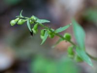 Epipactes phyllanthes Ljungen, Ivön, Kristianstad, Skåne, Sweden 20150820_0088