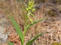 Epipactis phyllanthes Gropahålet, Kristianstad, Skåne, Sweden 20160628_0247