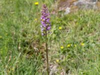 Gymnadenia conopsea var. conopsea Gyetorpskärret, Kristianstad, Skåne, Sweden 20170610_0060