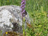 Gymnadenia conopsea var. conopsea Gyetorpskärret, Kristianstad, Skåne, Sweden 20170610_0061