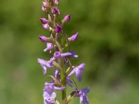 Gymnadenia conopsea var. conopsea Gyetorpskärret, Kristianstad, Skåne, Sweden 20170610_0066