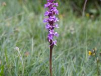 Gymnadenia conopsea var. conopsea Gyetorpskärret, Kristianstad, Skåne, Sweden 20170610_0070