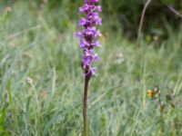 Gymnadenia conopsea var. conopsea Gyetorpskärret, Kristianstad, Skåne, Sweden 20170610_0071