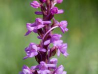 Gymnadenia conopsea var. conopsea Gyetorpskärret, Kristianstad, Skåne, Sweden 20170610_0072