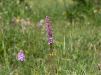 Gymnadenia conopsea var. conopsea Gyetorpskärret, Kristianstad, Skåne, Sweden 20170610_0077