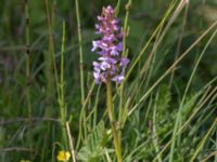 Gymnadenia conopsea var. conopsea Gyetorpskärret, Kristianstad, Skåne, Sweden 20170610_0098