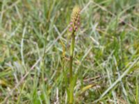 Gymnadenia conopsea var. conopsea Sebyläge, Mörbylånga, Öland, Sweden 20150607_0097