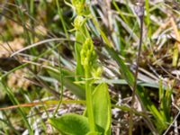 Liparis loeselii Simris strandäng, Simrishamn, Skåne, Sweden 20160606_0027