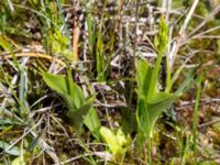 Liparis loeselii Simris strandäng, Simrishamn, Skåne, Sweden 20160606_0029