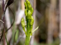 Liparis loeselii Simris strandäng, Simrishamn, Skåne, Sweden 20160606_0034