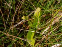 Liparis loeselii Zackows mosse, Nyhamnsläge, Höganäs, Skåne, Sweden 20190807_0148