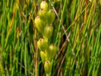 Liparis loeselii Zackows mosse, Nyhamnsläge, Höganäs, Skåne, Sweden 20190807_0151