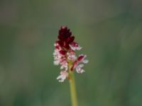 Neotinea ustulata Frösslundamossen, Mörbylånga, Öland, Sweden 19810529 (19)