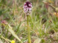 Neotinea ustulata Gynge alvar, Mörbylånga, Öland, Sweden 20150606_0094