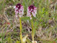 Neotinea ustulata Gynge alvar, Mörbylånga, Öland, Sweden 20150606_0117