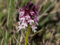 Neotinea ustulata Mysinge Alvar, Mörbylånga, Öland, Sweden 20170526_0157