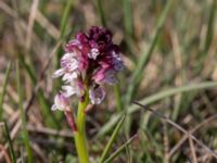 Neotinea ustulata Mysinge Alvar, Mörbylånga, Öland, Sweden 20170526_0159