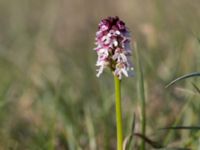 Neotinea ustulata Mysinge Alvar, Mörbylånga, Öland, Sweden 20170526_0184