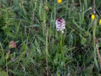 Neotinea ustulata Mysinge alvar, Mörbylånga, Öland, Sweden 20150605_0289