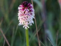 Neotinea ustulata Mysinge alvar, Mörbylånga, Öland, Sweden 20150605_0290