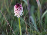 Neotinea ustulata Mysinge alvar, Mörbylånga, Öland, Sweden 20150605_0291