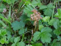 Neottia nidus-avis Högmosse Vanserums malm, Borgholm, Öland, Sweden 20150606_0239