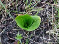 Neottia ovata Fuktängen, Klagshamns udde, Malmö, Skåne, Sweden 20150426_0001