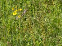 Neottia ovata Gråborg, Mörbylånga, Öland, Sweden 20150607_0033