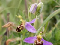 Ophrys apifera Trelleborg, Skåne, Sweden 20170615_0002