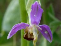 Ophrys apifera Trelleborg, Skåne, Sweden 20170615_0012